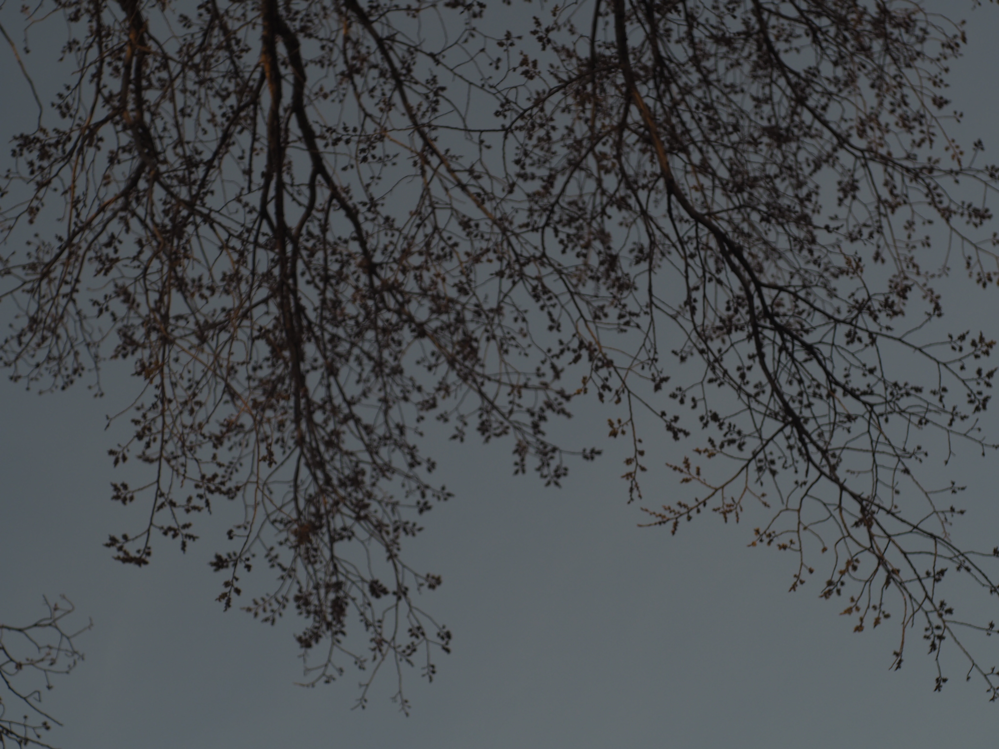 bare tree branches spreading across a dim evening sky in edmonton