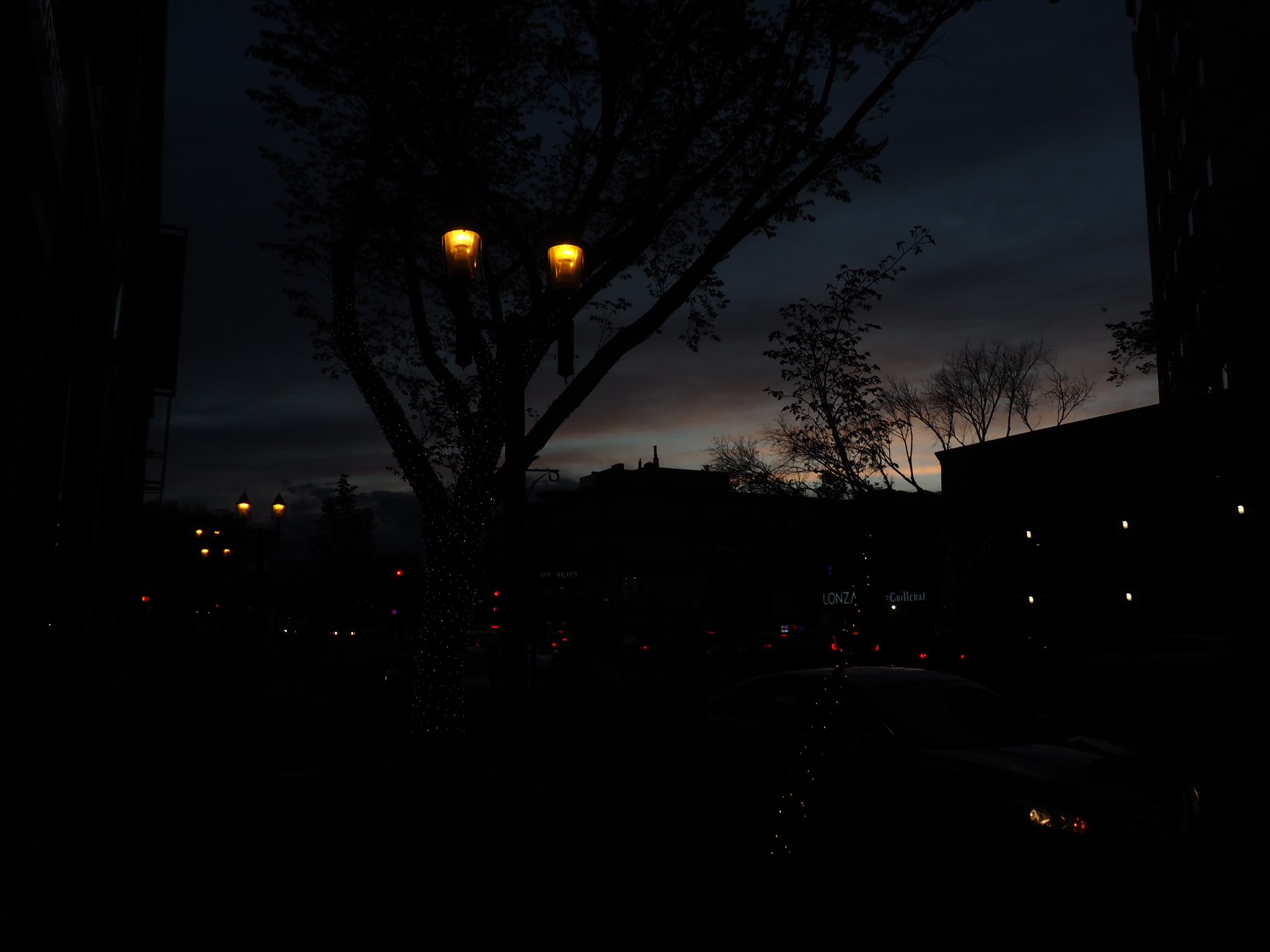 warm streetlights beneath a bare tree with distant lights in edmonton at night