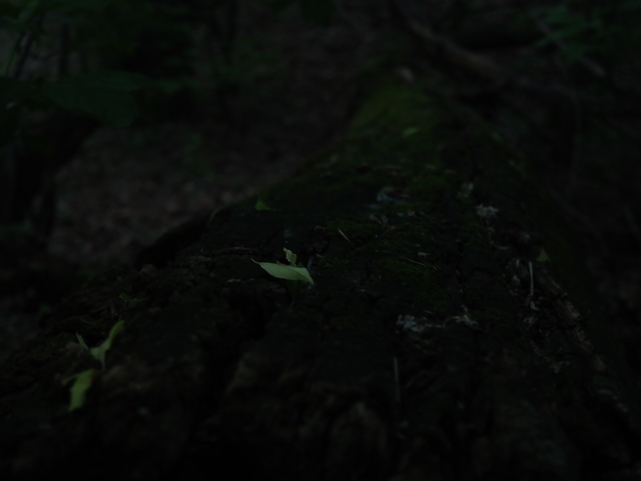 moss and leaf litter beneath dense trees in a dark edmonton woodland
