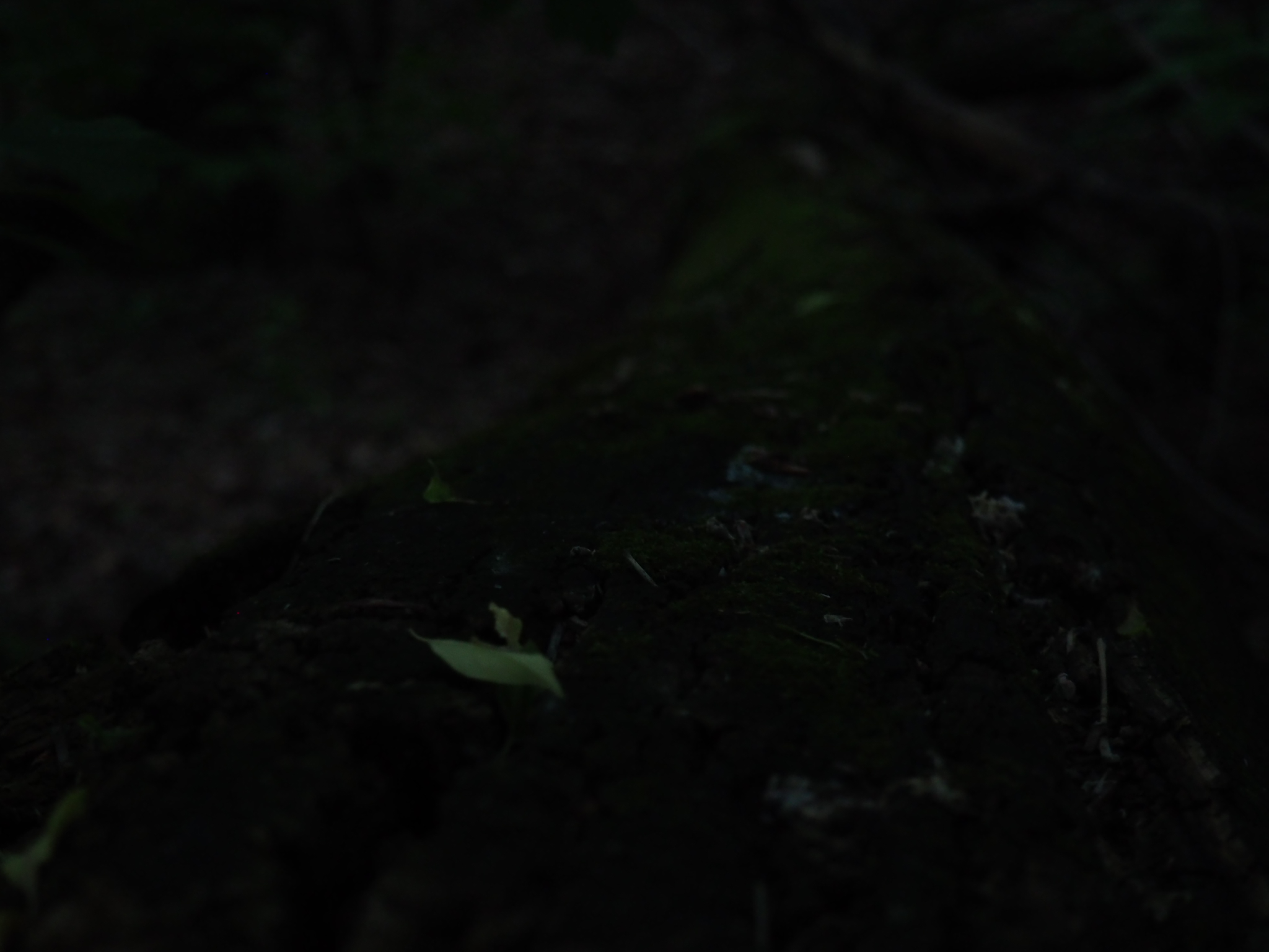 dark abstract forest floor with moss, leaves, and shadow in edmonton