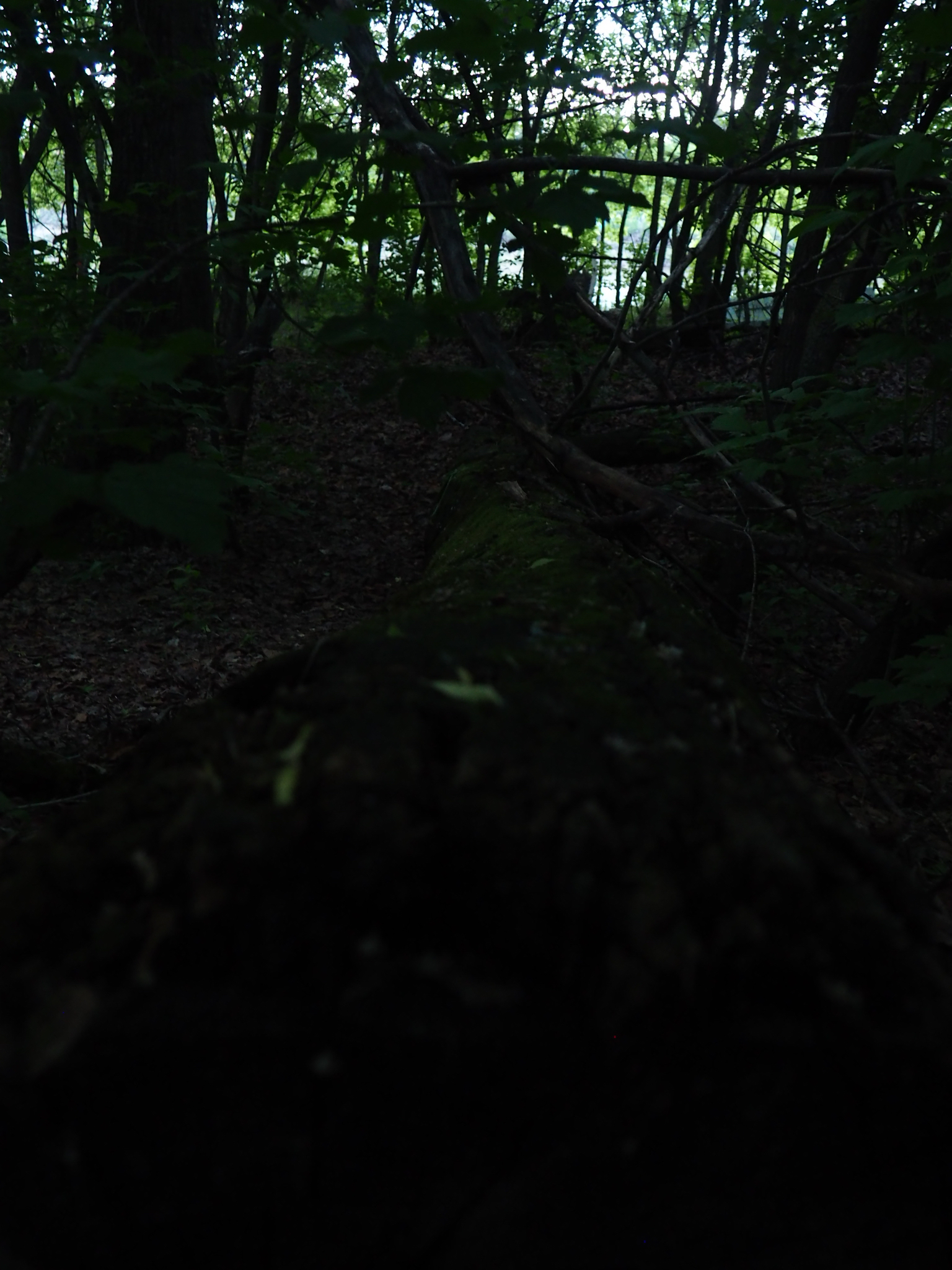 vertical woodland view through tree trunks and undergrowth toward evening light near edmonton