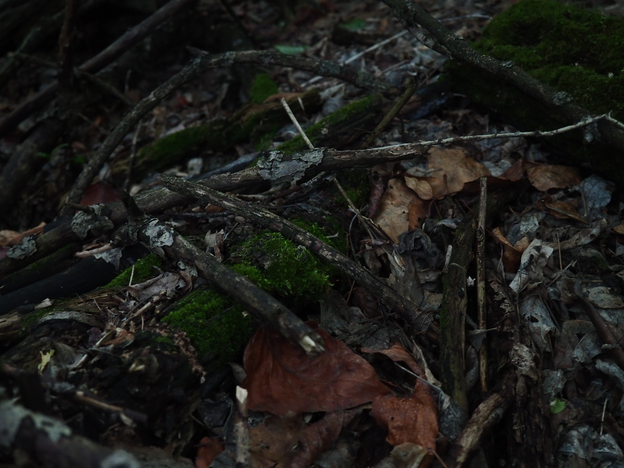 fallen branches, bark, leaves, and dark earth on a woodland floor near edmonton