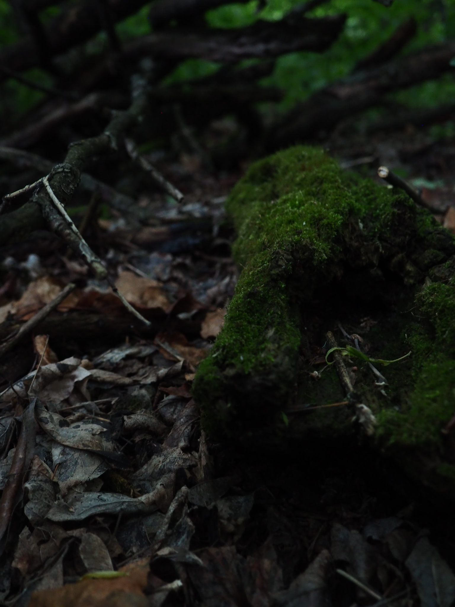 bright green moss among dry leaves and dark branches in a woodland near edmonton