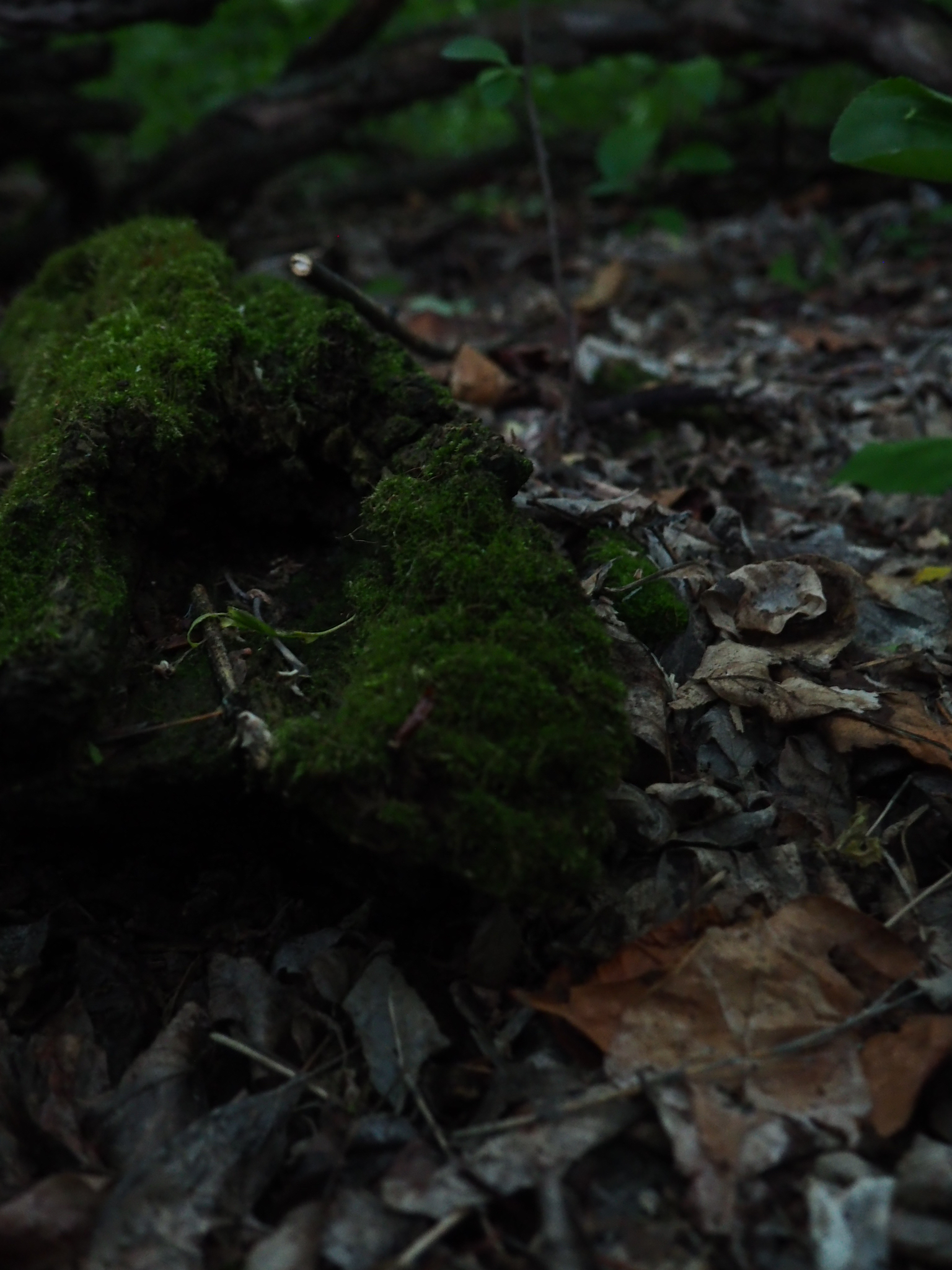 moss-covered growth among brown leaves and broken twigs in an edmonton woodland