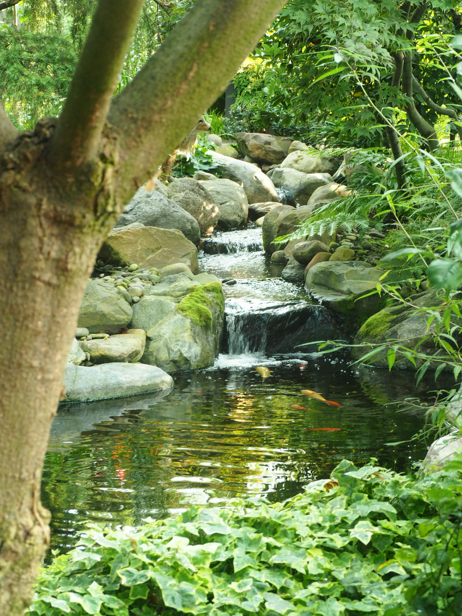 narrow garden stream flowing between pale stones and green leaves near edmonton