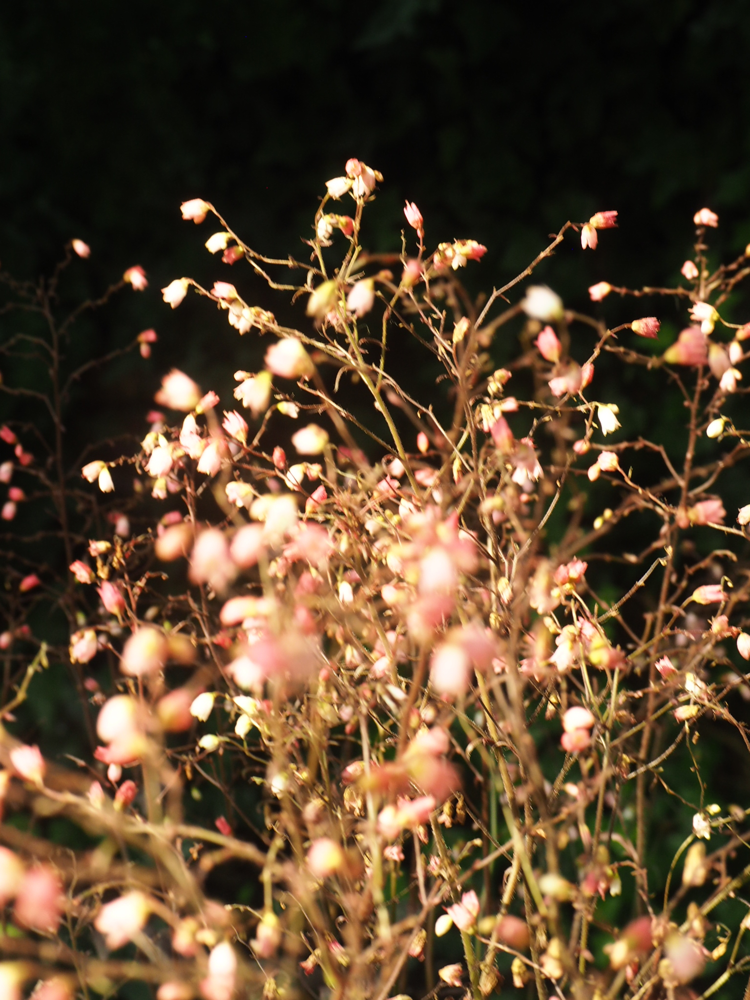 tiny pale blossoms catching light against a dark garden background near edmonton