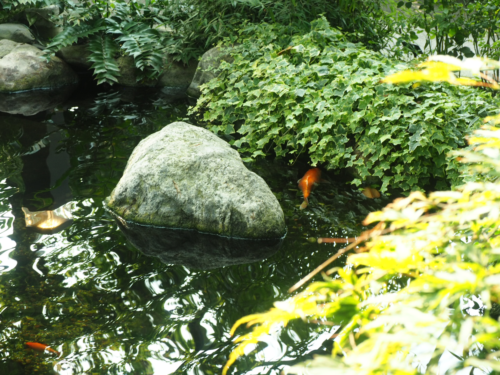 orange koi swimming in a shaded pond around a large rock near edmonton
