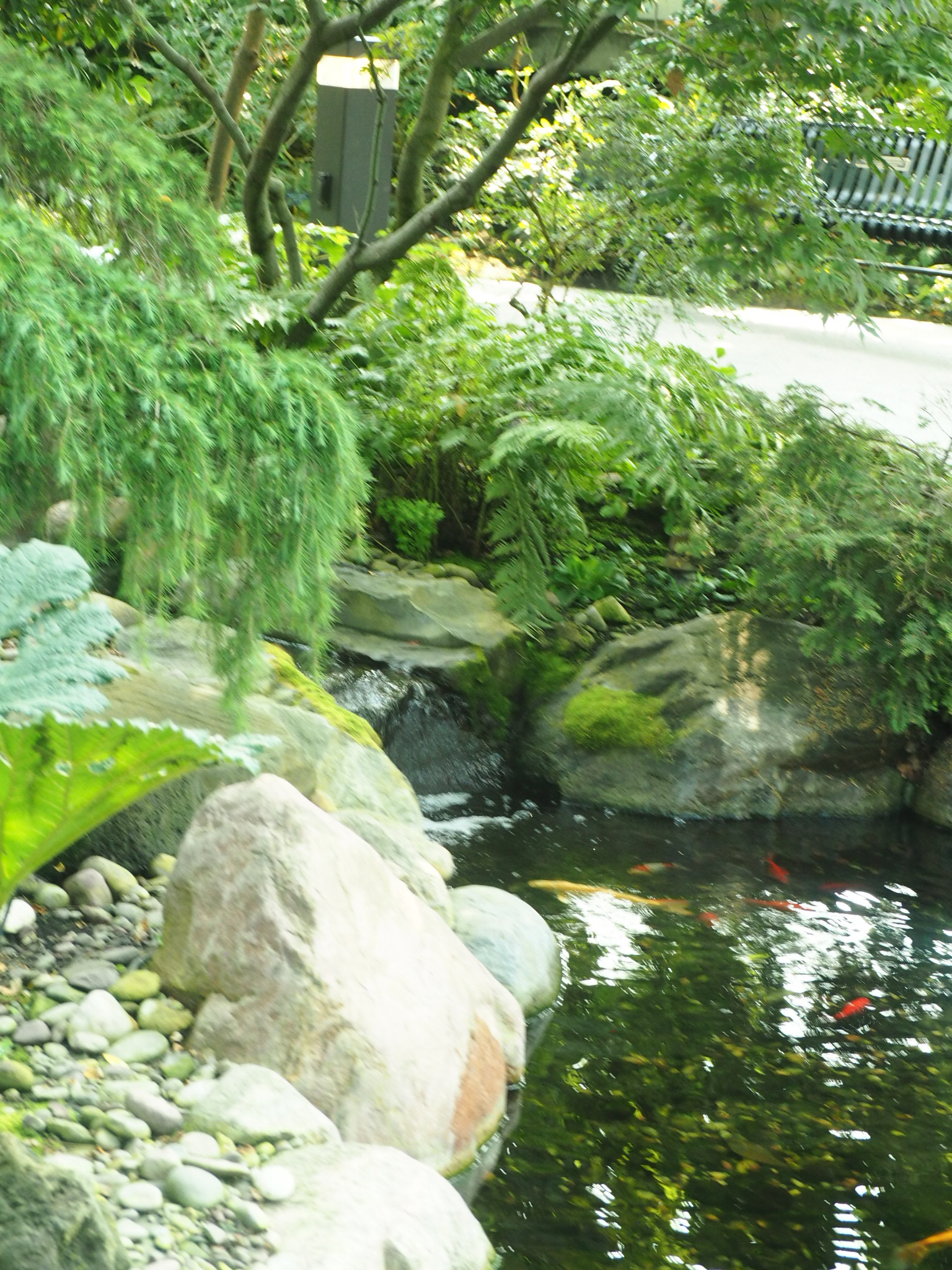 vertical view of a rocky garden stream surrounded by lush plants near edmonton