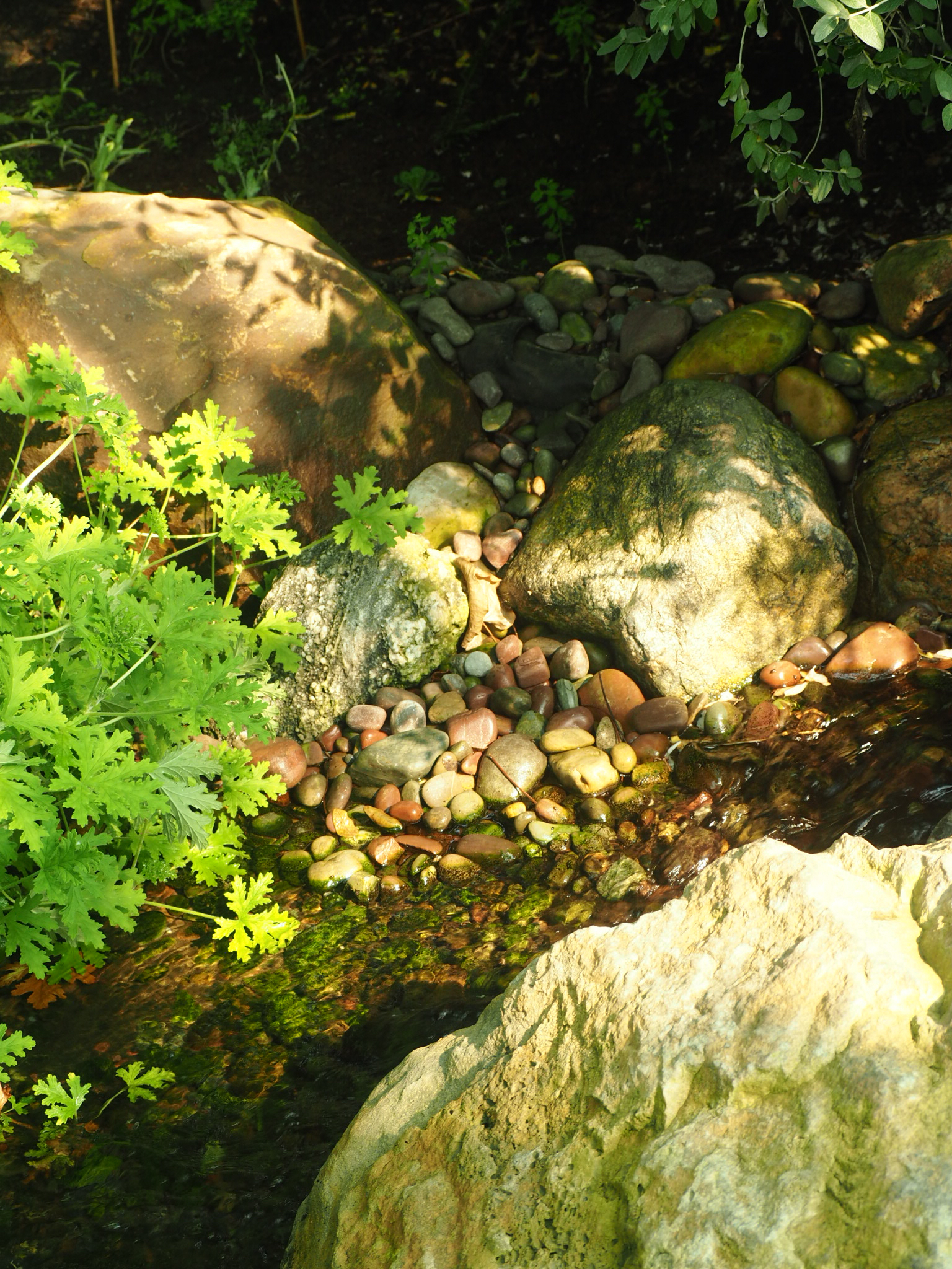 sunlit garden stones, pebbles, and low plants in a shaded setting near edmonton