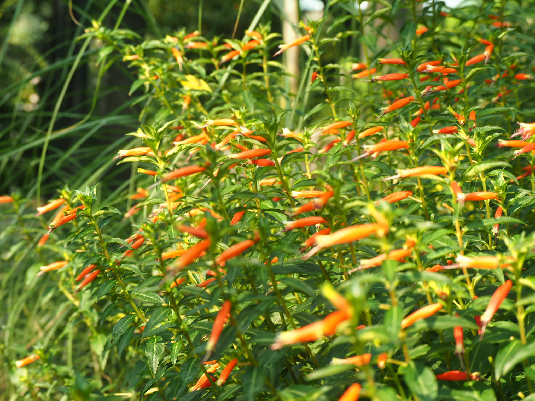 slender orange-red flowers against dense green foliage in an edmonton garden