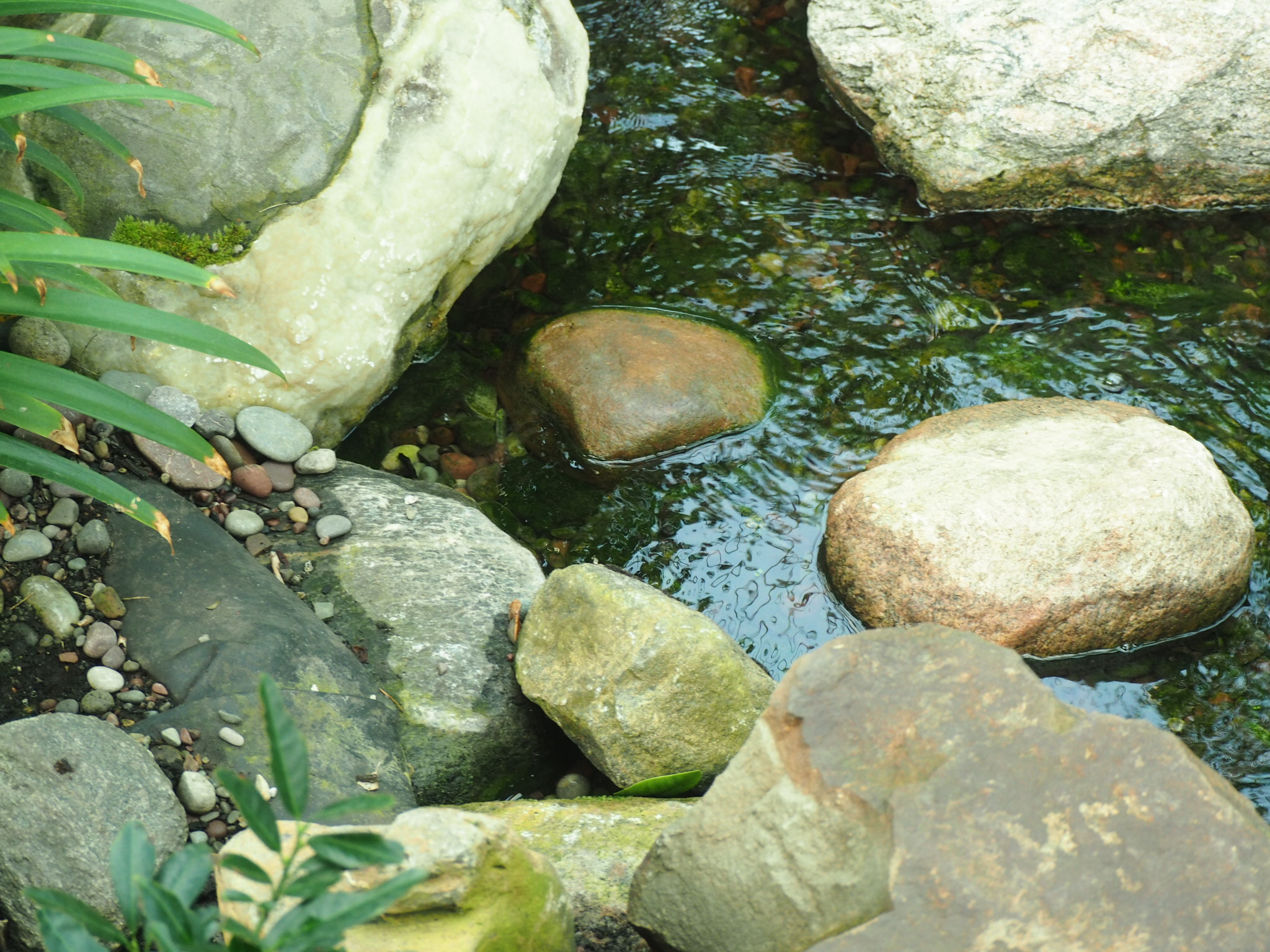 rounded stones breaking the surface of a shallow garden stream near edmonton