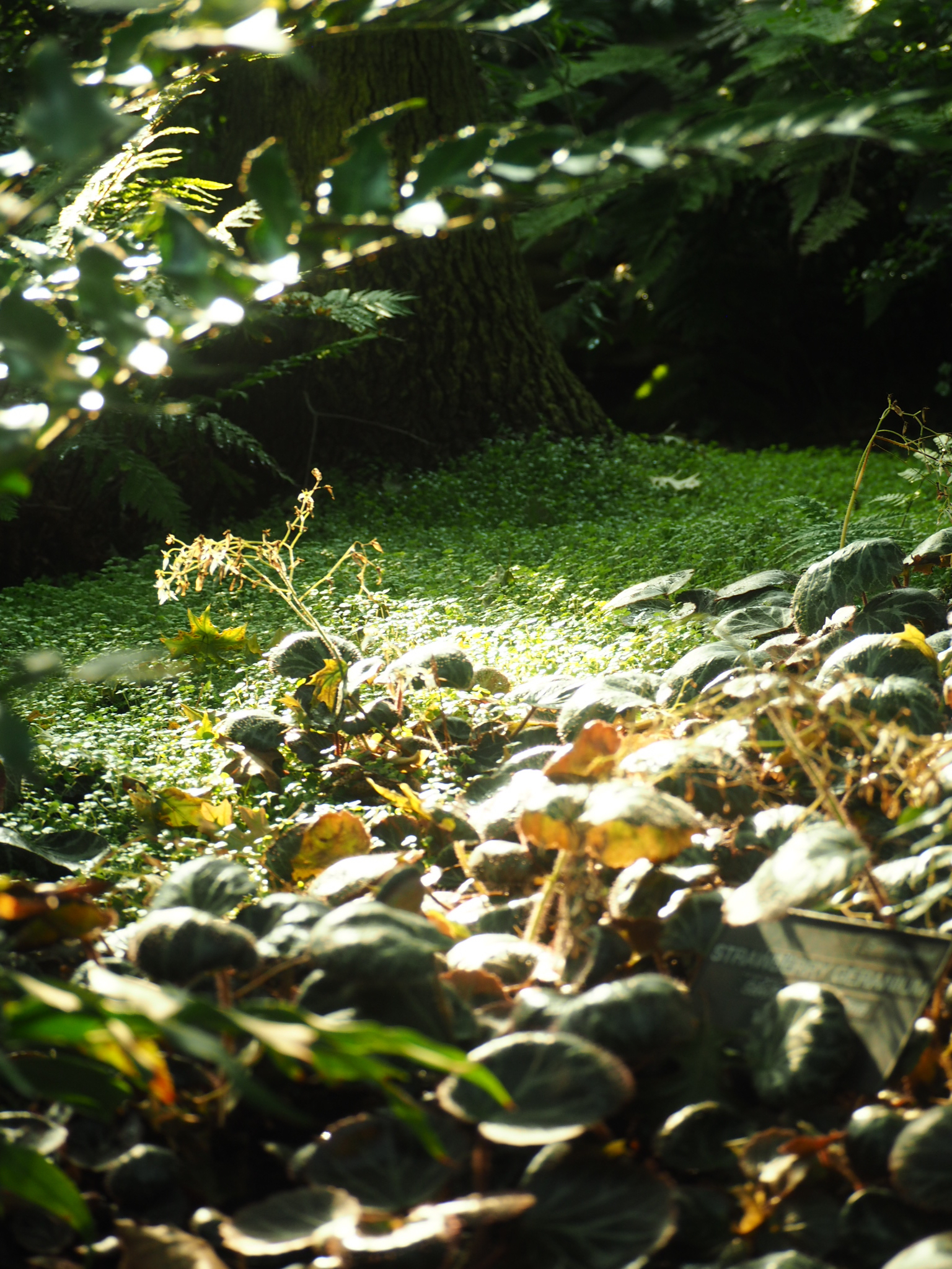 sunlit shallow water and rounded stones beneath leaves near edmonton