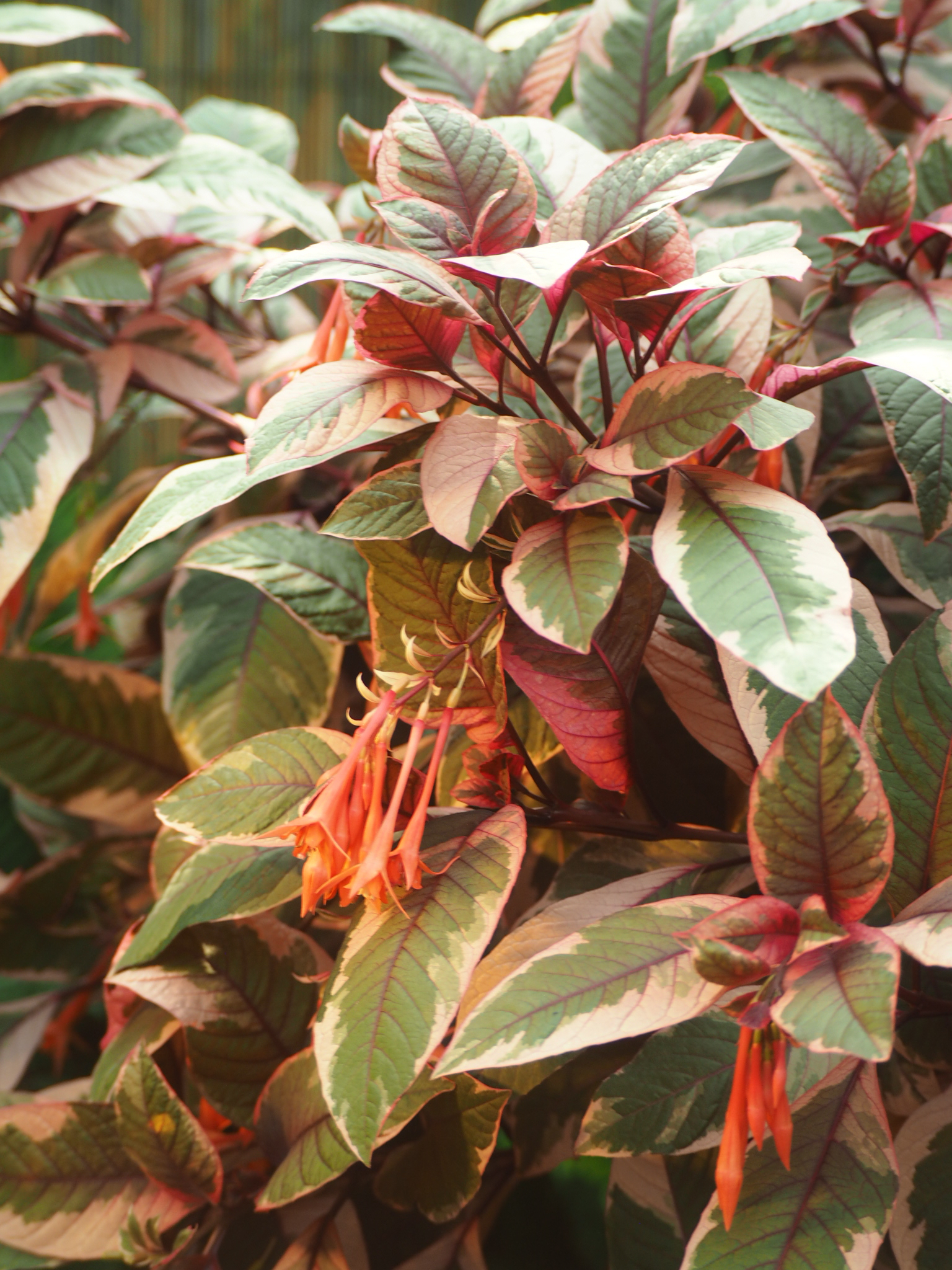 red-and-green variegated plant with layered leaves in an edmonton garden