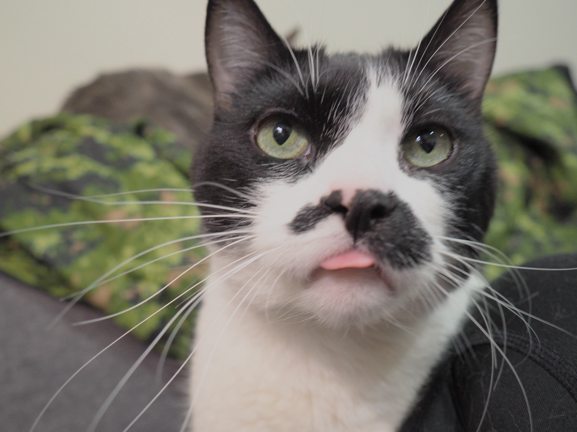 black-and-white cat looking at the camera with a small pink tongue visible
