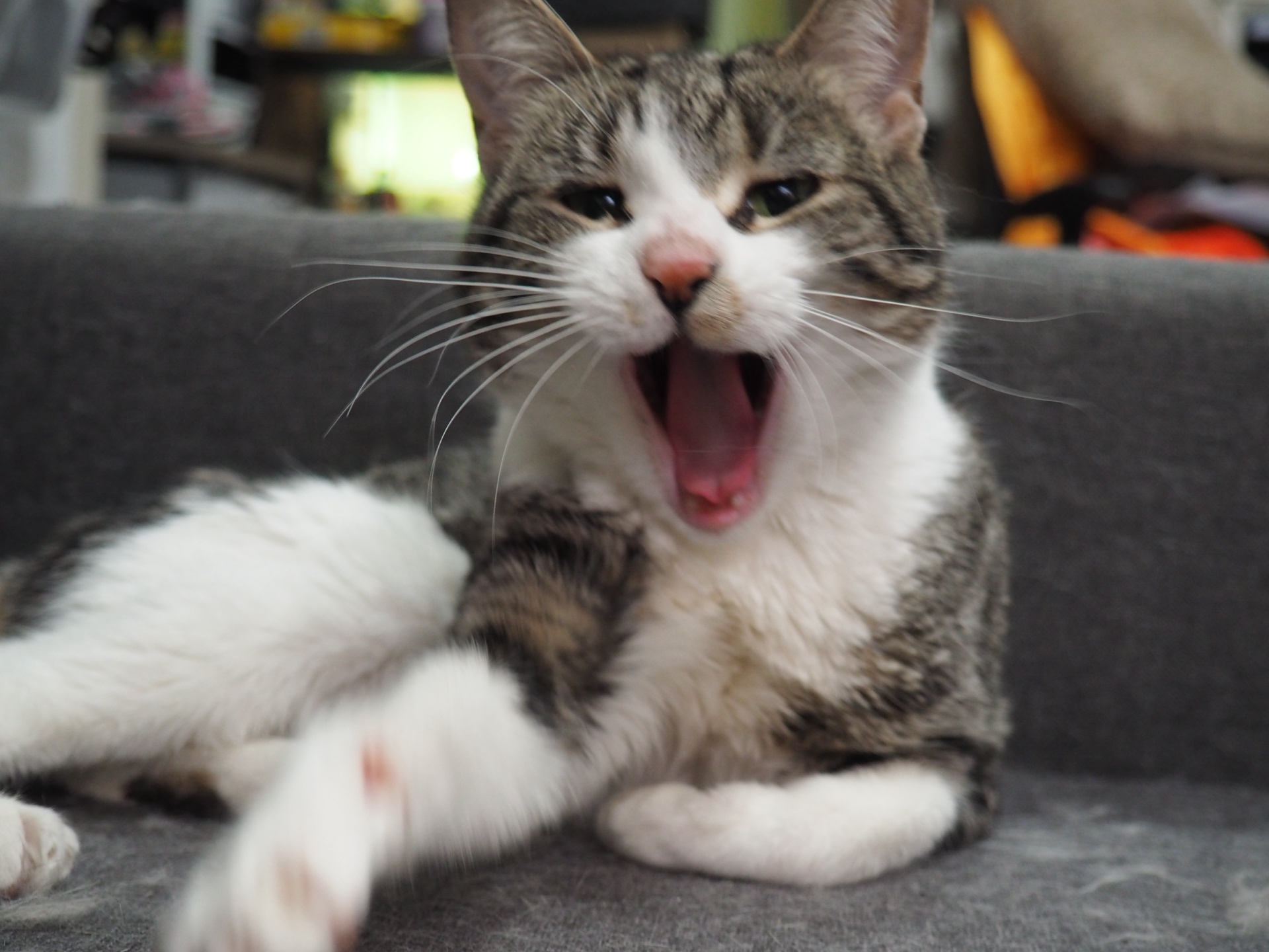 gray-and-white cat opening its mouth in a candid indoor portrait