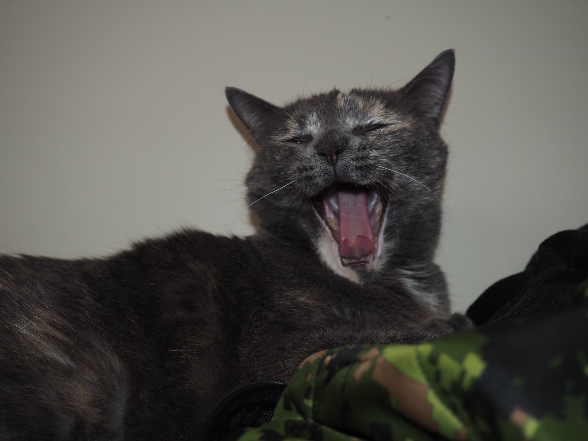 dark-coated cat yawning against a muted indoor background