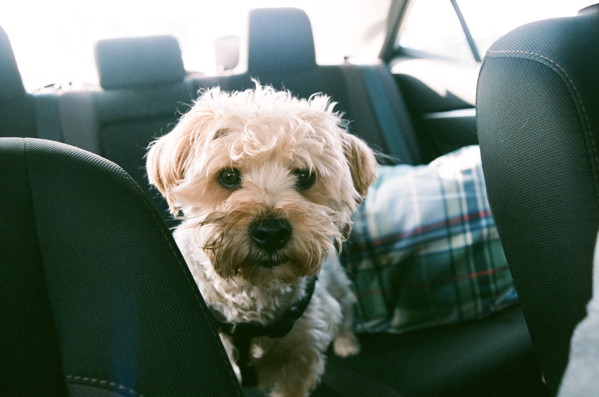small fluffy dog with light fur and dark eyes looking forward from a car's back seat.