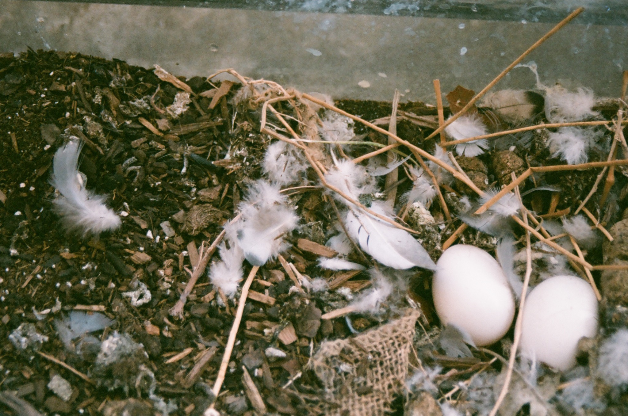 two white eggs in a nest made of twigs, feathers, and dirt on a rough surface.