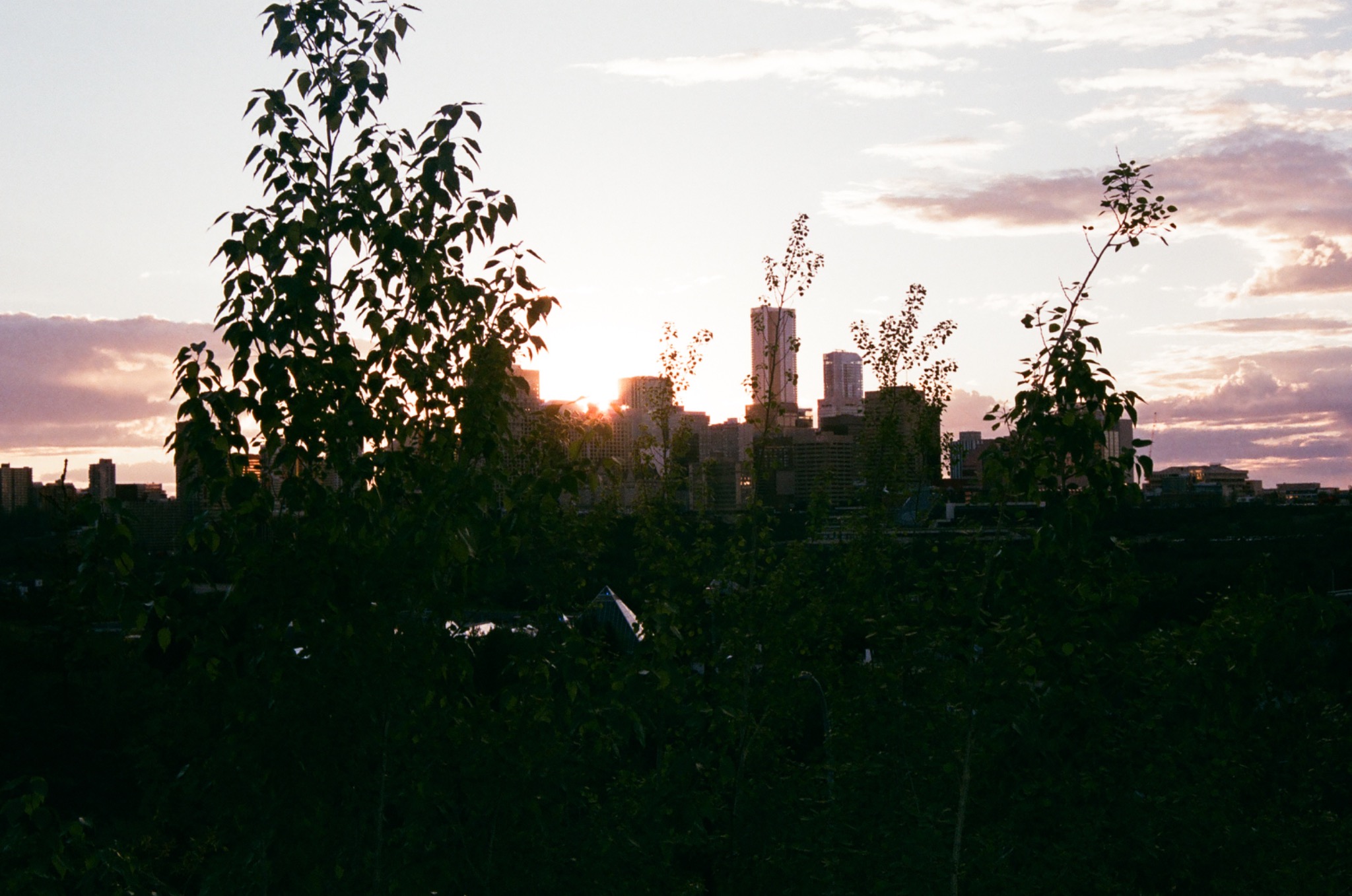 silhouette of trees and city skyline at sunset with a warm glow behind buildings.
