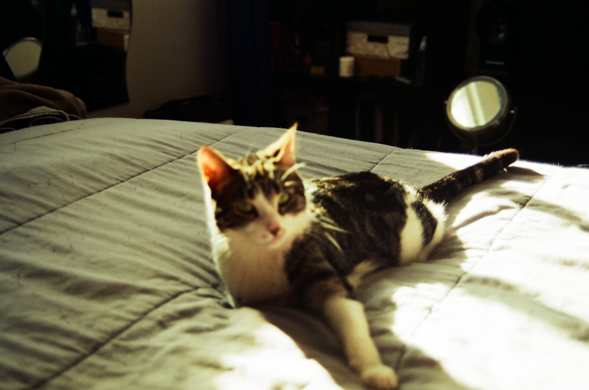 tabby and white cat lying on a grey bed in sunlight, mirror in background