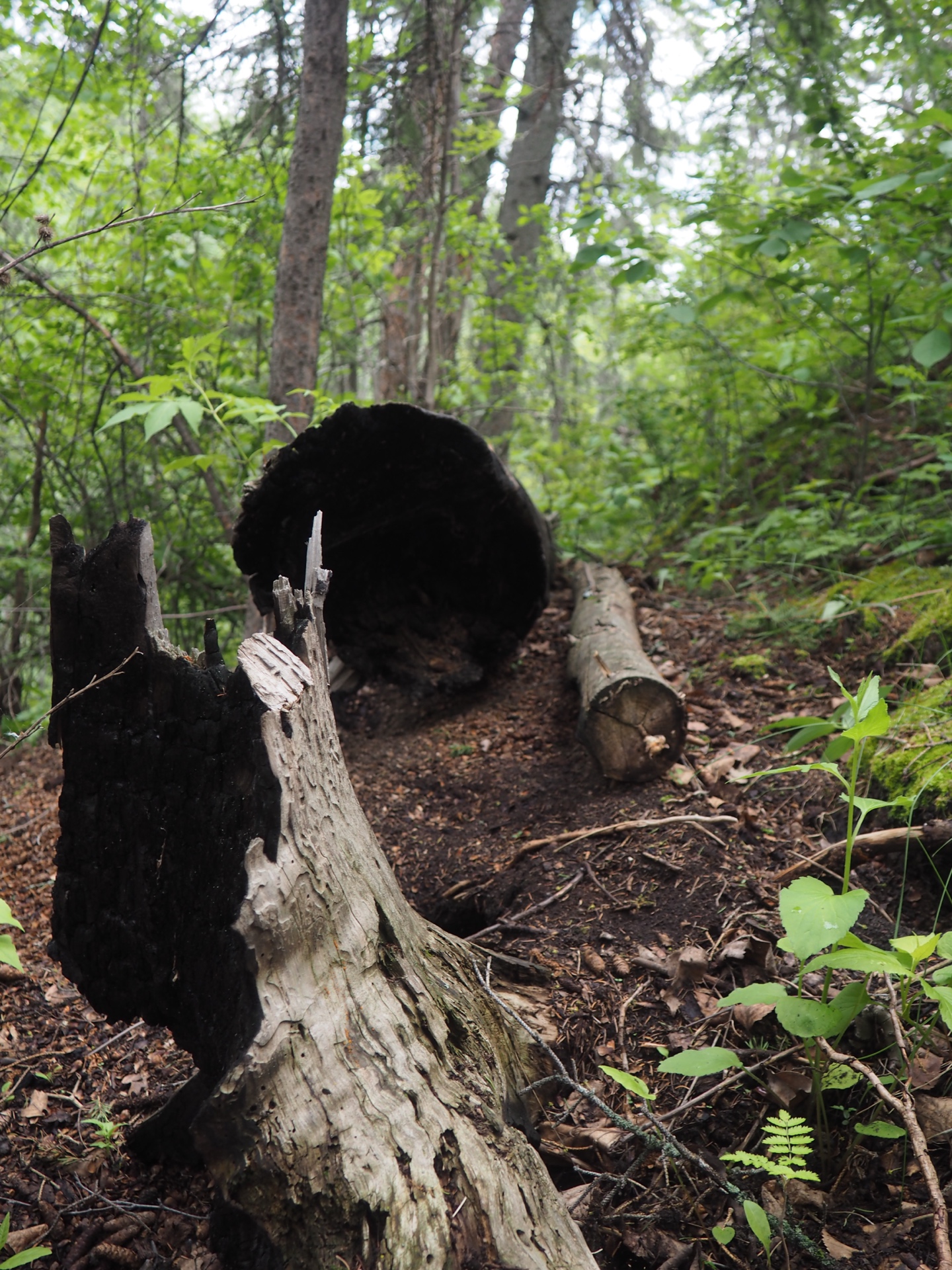 a hollow fallen tree trunk in a green woodland near edmonton